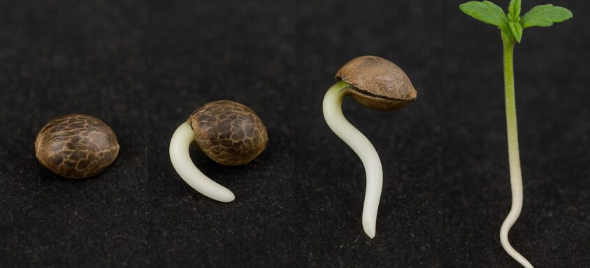 Optimizing Cannabis Seeds Germination: A Complete Beginner’s Guide