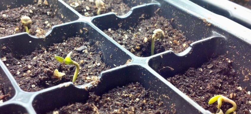 Mastering the Cannabis Seedlings Growing Stage in Just 3 Steps