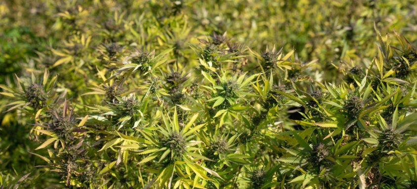 Maximizing Cannabis Yields Outdoors: 10 Tips for Sun-Loving Strains