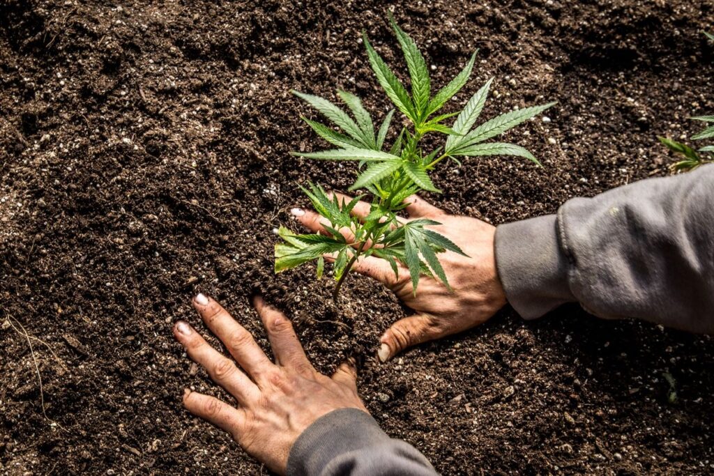 Current image: indoor vs outdoor cannabis