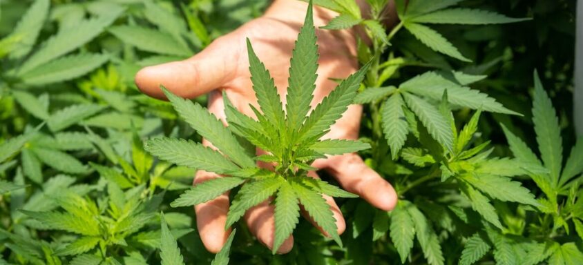 The Complete Guide to Cannabis Defoliation: A Deep Dive into the Art and Science of Leaf Removal