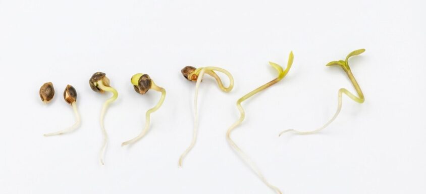 The Ultimate Guide to Germinating Cannabis Seeds: 5 Proven Methods
