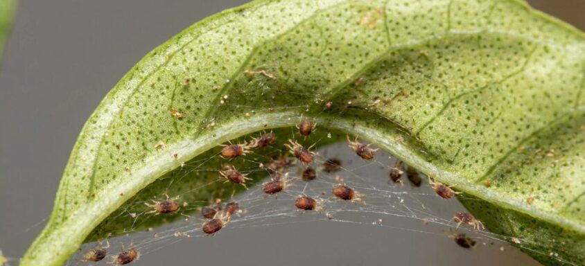Spider Mites Cannabis: The Ultimate Guide to Preventing and Treating