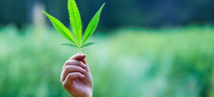 Top 10 Cannabis Strains 2026: The Ultimate Grower’s Guide