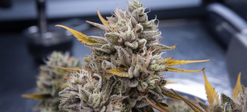 High THC Cannabis Seeds: Strains Pushing 30% in 2026