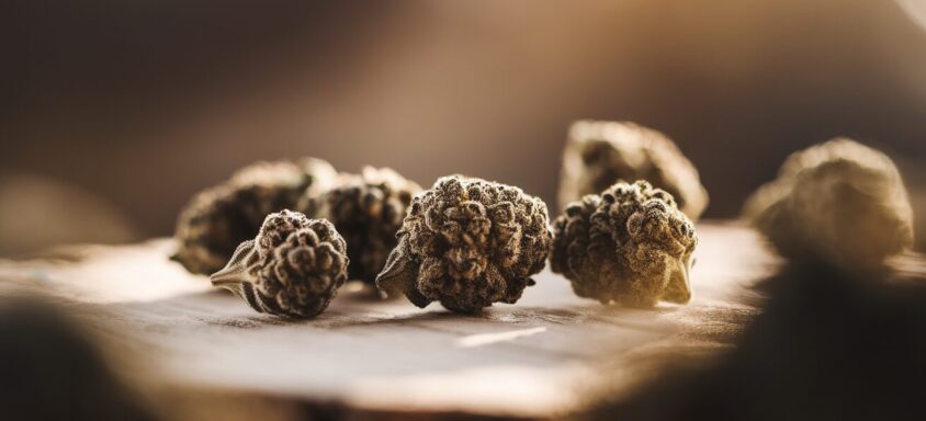 Feminized Cannabis Seeds: A Grower’s Honest Take After Years of Messing Around With Both